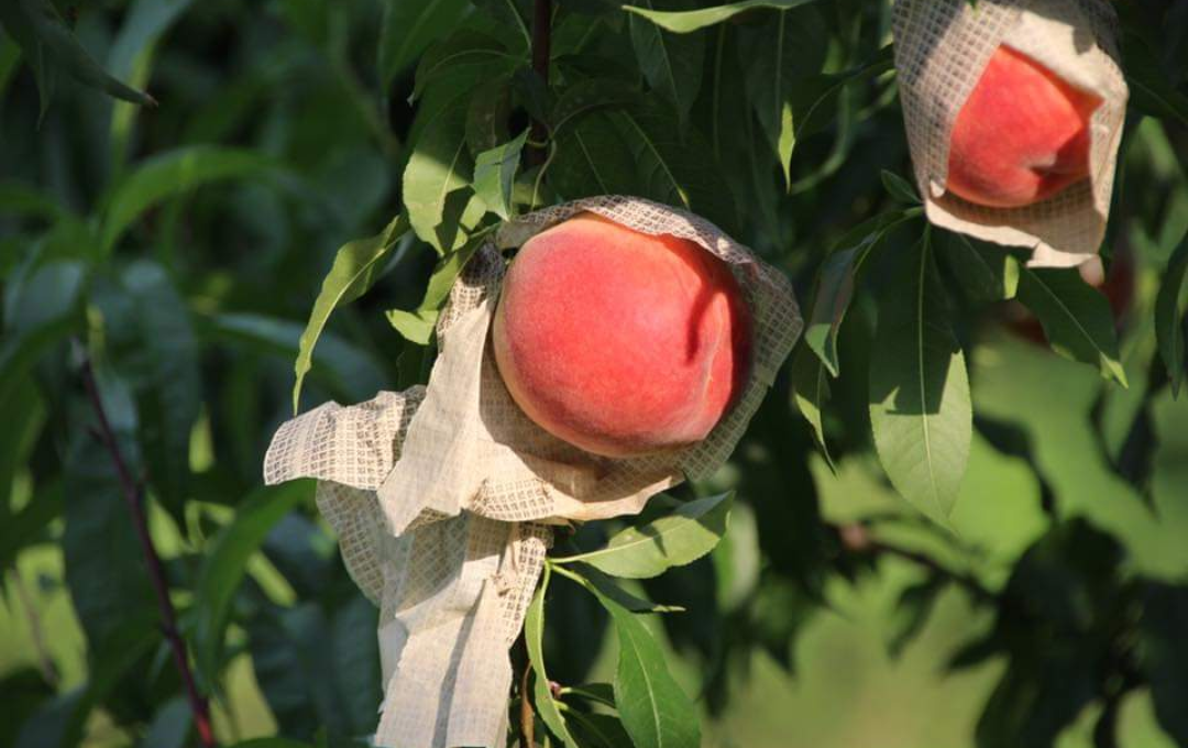 買って感じるBe Wild】 感動果物農家山本農園 山本 康平さんの桃 – 道